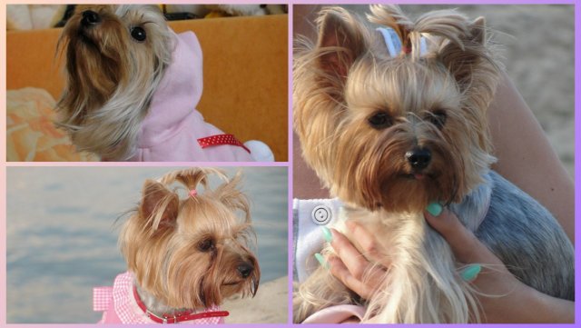 В память о нашем Лизочке ❤🐶🐾🌈 В память о нашем Лизочке ❤🐶🐾🌈