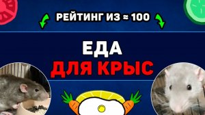Какие продукты можно и нельзя давать крысам. Большой разбор
