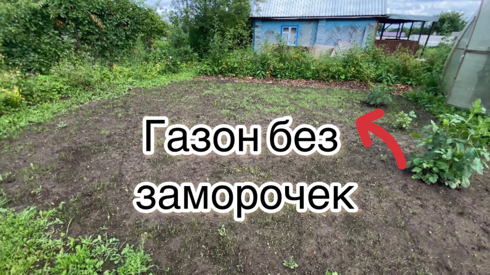 Простой способ получить газон: без катка и сложной подготовки