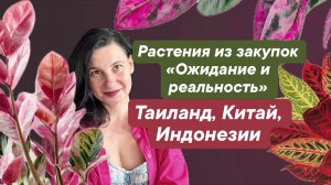 Сюрпризы от азиатских растений. Комнатные растения из Тая, Индонезии, Китая.