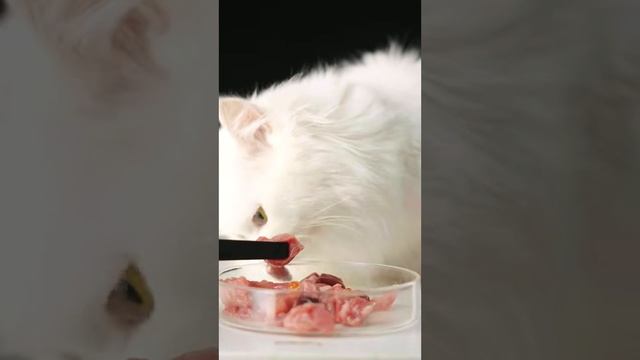 АСМР Сегодня я покормил кота чистым мясом и смесью смотреть онлайн