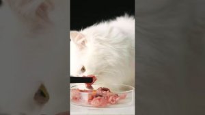 АСМР Сегодня я покормил кота чистым мясом и смесью