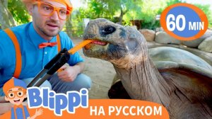 Блиппи в зоопарке города Феникс _ Изучай этот мир вместе с Блиппи _ Обучающие видео