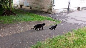 жоский  стрим
