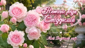 Недаром её назвали Синднреллой (Золушка).
