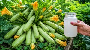 Кабачки попрут плодоносить после этой подкормки с удвоенной силой!
