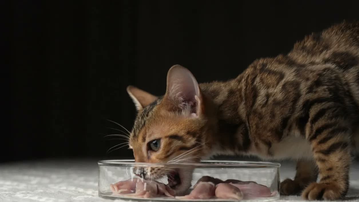 АСМР Как много крыс и мышей съедают леопардовая кошка и котёнок за 1 час? смотреть онлайн