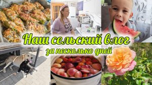 РАСПАКОВКА 5КА🛒 СУББОТНЕЕ УТРО 🐕🦮🐇 ГОТОВЛЮ ВКУСНЫЕ ПЕРЦЫ🫑