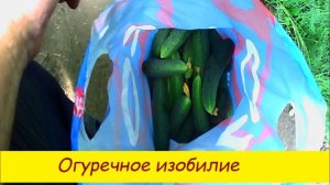 Огуречное изобилие