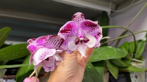 🌸 ПРОДАЖА ОРХИДЕЙ. Поставка подростков орхидей от MIKI ORCHID. Обзор от 13.07.26 г. Купить орхидею.