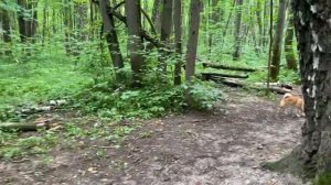 Влог Пошли по- гуляем с Чокой( Сиба-Ину)#жизньнапенсии