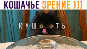 Кошачье зрение))) Лоооол))) Приколы с котами