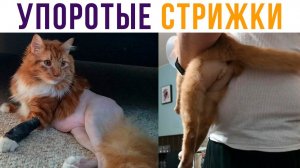 Упоротые стрижки котов))) Приколы с котами