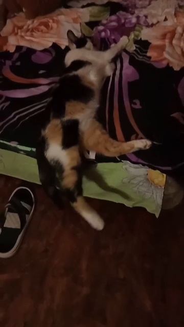 ВОТ ТАК НАДО ЛЮБИТЬ ЖИВОТНЫХ,ЧТОБ МОГЛА СПОКОЙНО ОТДЫХАТЬ😻😻😻 смотреть онлайн