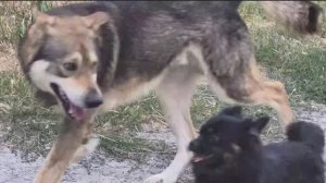 Алиса Неземная. Я ПОКАЗАЛА ВАМ ДАНЮ🐕И ЕГО ЖИЛЬЁ🏠 У МЕНЯ ВСЕ ЖИВОТНЫЕ В ПОРЯДКЕ😻🐶❤️
