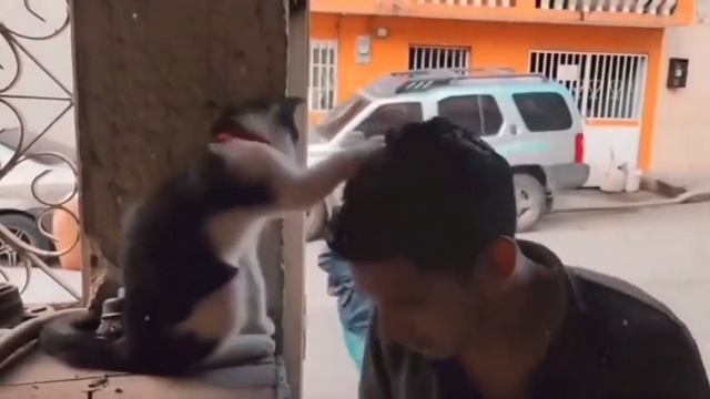 Кот отпускает грехи