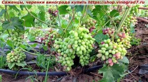 Окрашивание винограда на 8 июля - ГФ  Иванушка. Урожайность высочайшая! Пузенко Наталья Лариасовна
