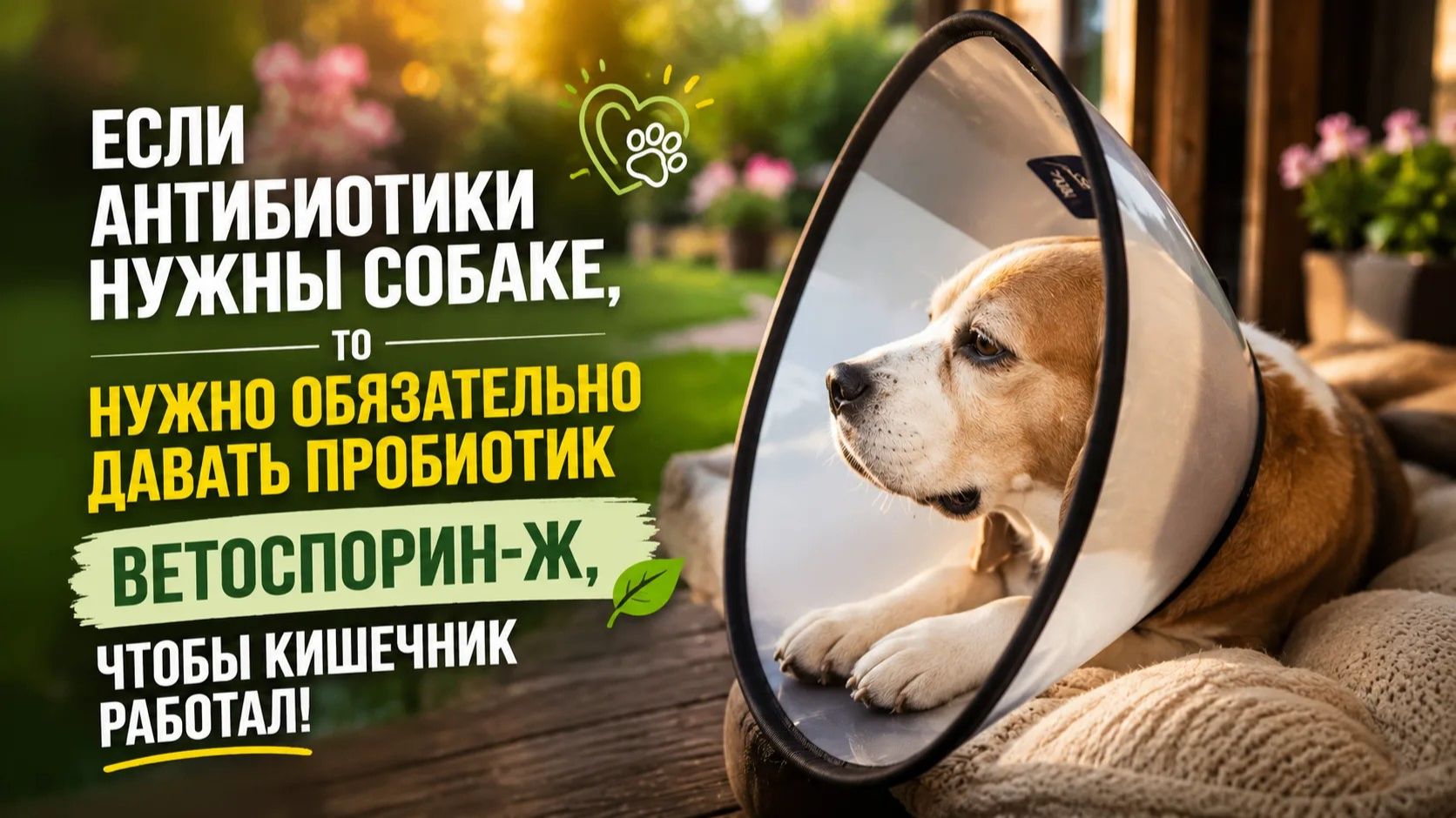 Подворье и домашние питомцы
