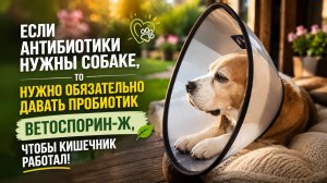 Комары смертельно опасны для собак? Вся правда о дирофиляриозе