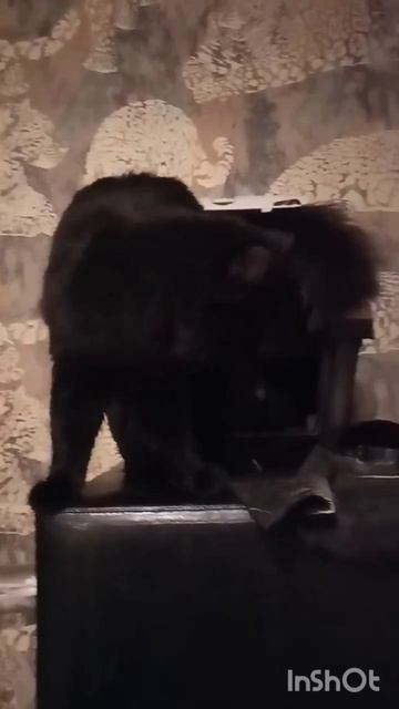 Кот Любимка Приют Кот Любимка Приют