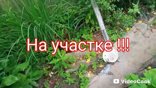 Грибы пошли Грибы пошли