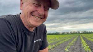 Применение Стартеко на подсолнухе ч.2 в хуторе Ленина Краснодарского края