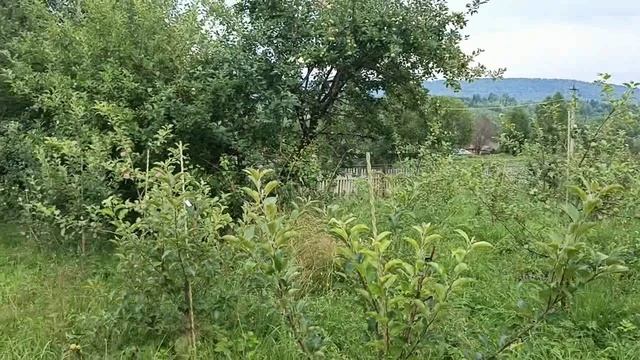 Ученье свет, а неученье тьма в садоводстве