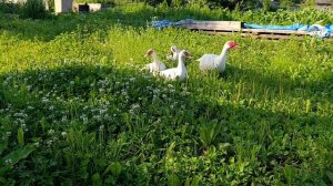 Хозяюшка Лапа скушала мышку 🐁 Индоутки 🦆 вышли погулять. Утки на гнезде 🪺
