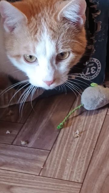 любимое занятие кота