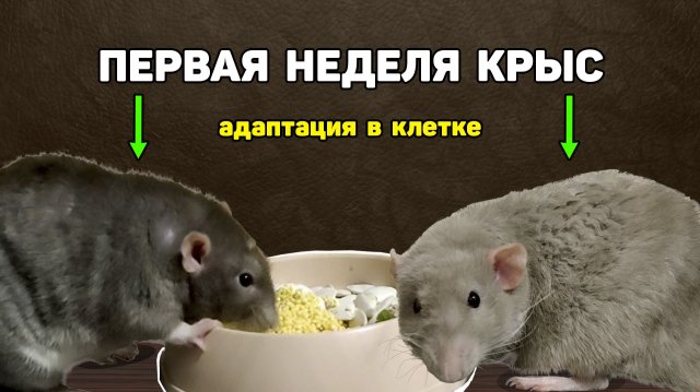 КАК ПРОШЛА ПЕРВАЯ НЕДЕЛЯ АДАПТАЦИИ КРЫС ПОСЛЕ ИХ ПОКУПКИ КАК ПРОШЛА ПЕРВАЯ НЕДЕЛЯ АДАПТАЦИИ КРЫС ПОСЛЕ ИХ ПОКУПКИ