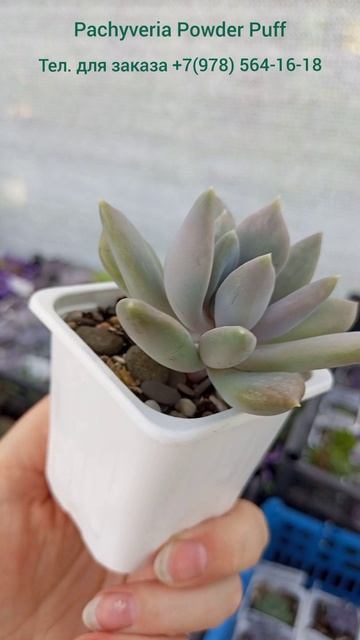 Эхеверия Рэд феникс вариегатная, Эхеверия Sugar Daddy («Шуга Дэдди») #plants #succulent #garden Эхеверия Рэд феникс вариегатная, Эхеверия Sugar Daddy («Шуга Дэдди») #plants #succulent #garden