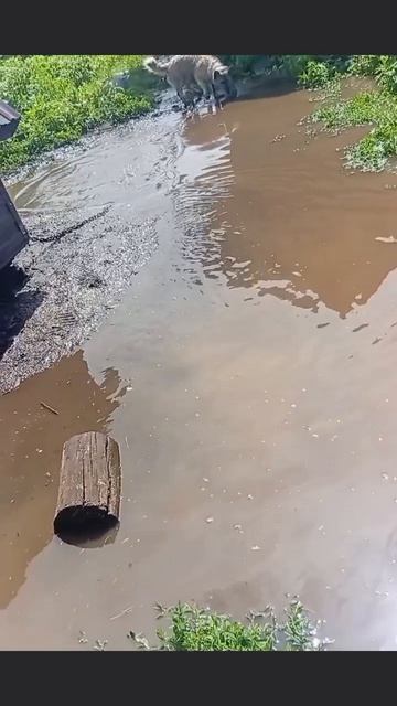 Рекс и наводнение смотреть онлайн