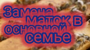 Замена маток в основной семье 🐝