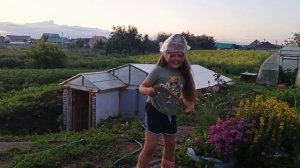 саранча