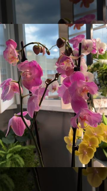 Моя новинка Phal. Pink Lady 🌸🌸🌸 #цветениеорхидей #орхидея #фаленопсисорхидея #орхидеи
