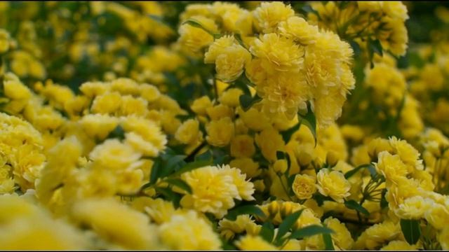 Жёлтое настроение. Музыка и звуки кузнечиков