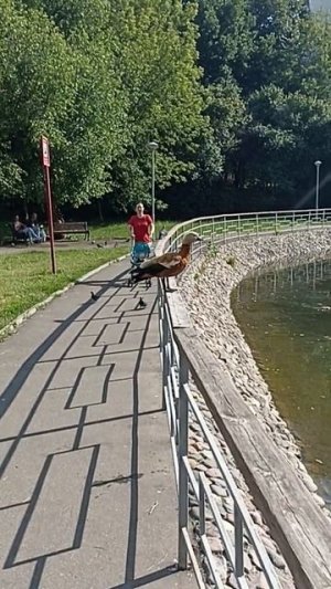 Алиса Теплякова. Очередная утка.