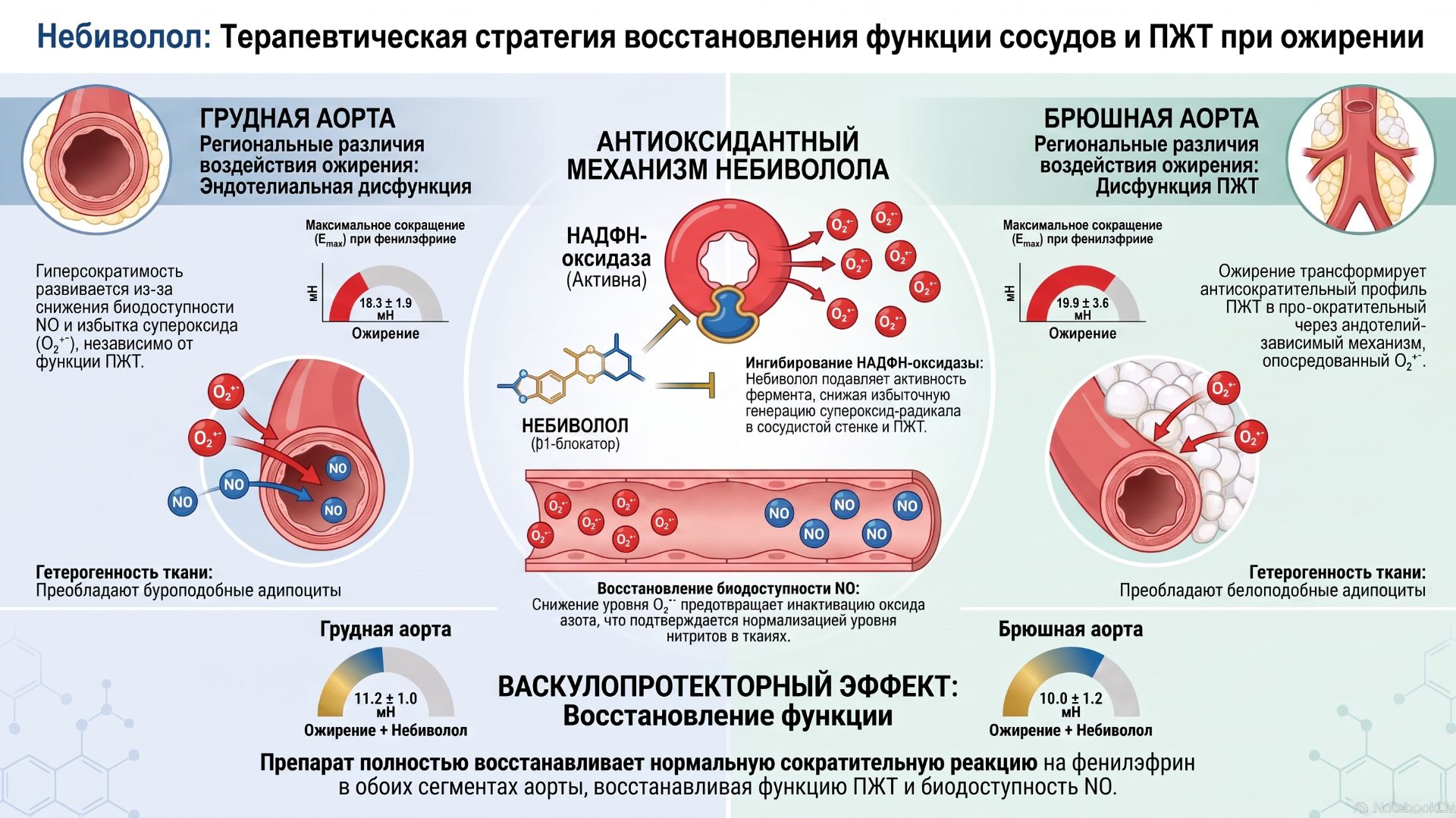 Небиволол защищает сосуды от токсичного жира