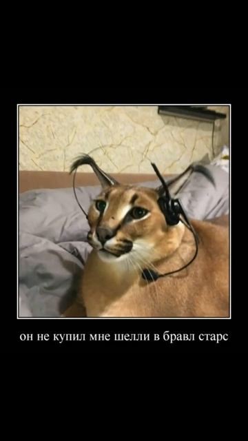 1000016177.mp4 смотреть онлайн