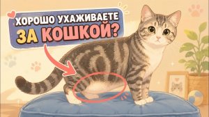 8 признаков того, что ваша кошка в идеальных руках： как понять, что вы отличный хозяин