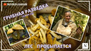 Грибная разведка 12 июля 2026. Всеволожский район.