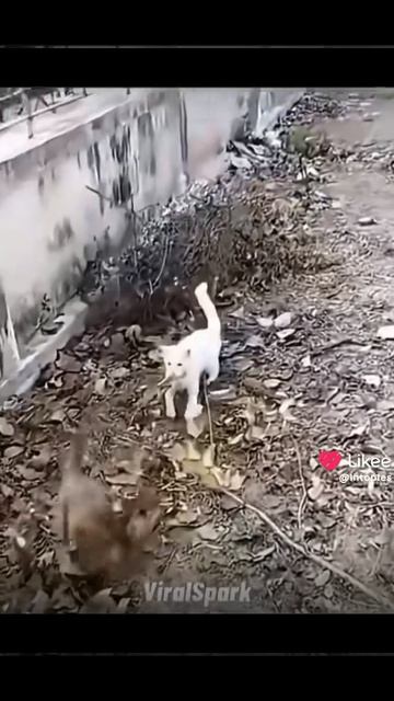 гига чат