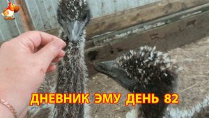Дневник страусят Эму день (82)