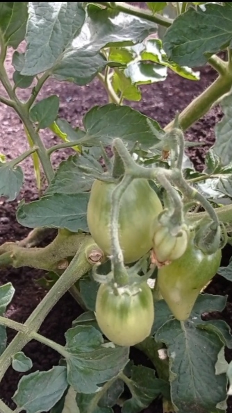 Томат РАКЕТА💫🍅🚀