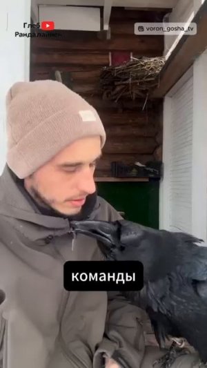 Ворон Интересные факты
