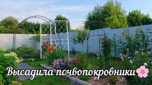 🌸 Высадила почвопокровники. Моё мнение о мульчирование. Какое приняла решение для своих цветников