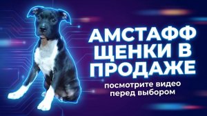 Амстафф щенки в продаже (Люберцы): посмотрите видео перед выбором