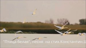 вид.рол.Птица белая,+ 1ИИ.