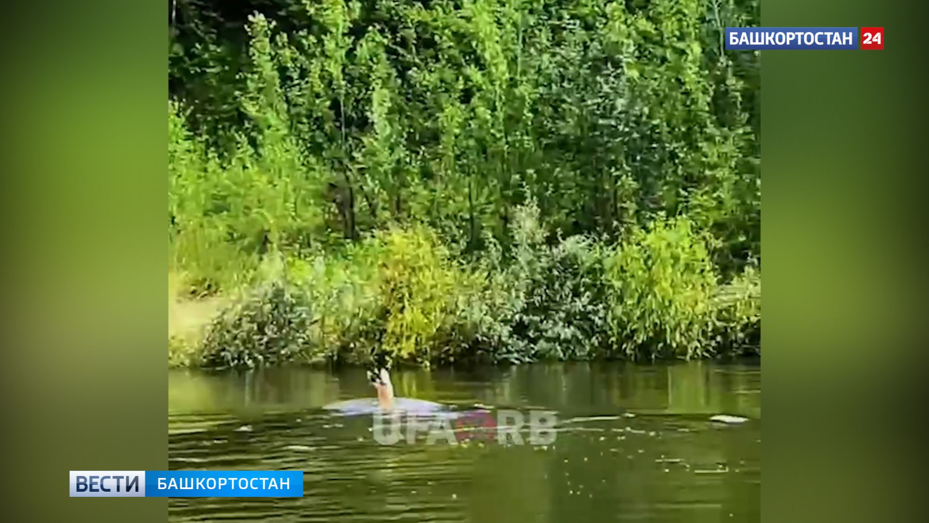 Косуля, плывущая по реке Уфе, попала на видео смотреть онлайн