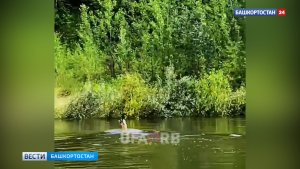 Косуля, плывущая по реке Уфе, попала на видео